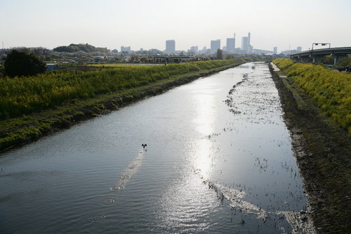 羽ばたく鳥と夕日が映る芝川の風景