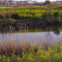 河川敷に咲く菜の花畑：春の水辺風景と季節の自然の写真