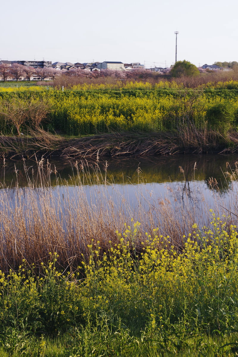河川敷に広がる黄色い菜の花畑と奥に見える住宅地