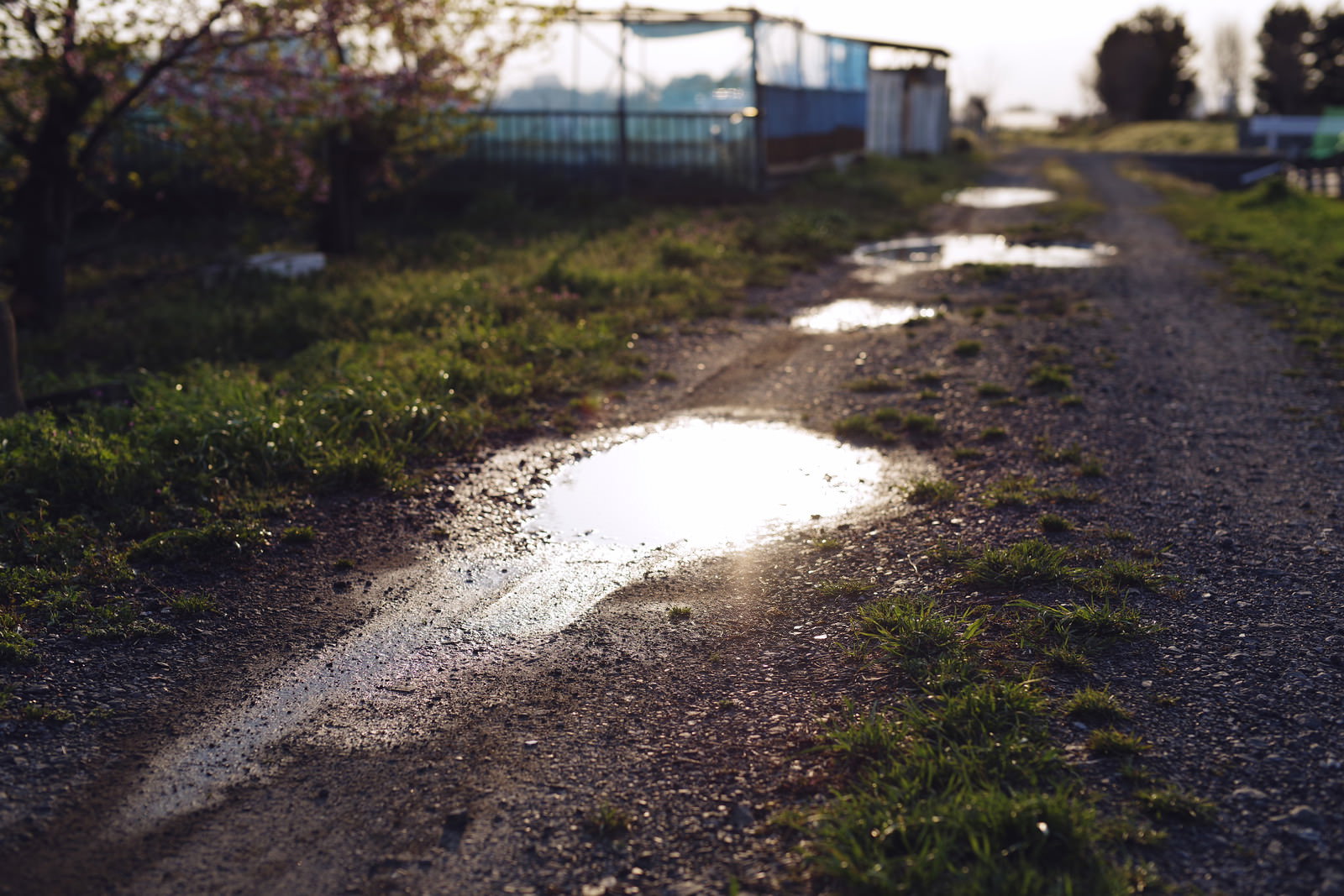 砂利道の轍に溜まった雨水が空の光を映している様子