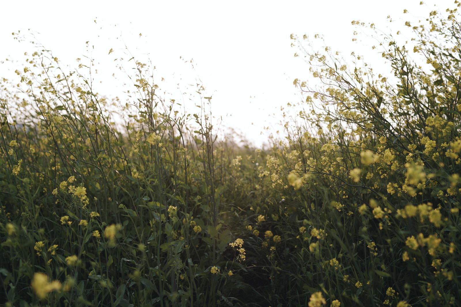菜の花が両側に群生する春の野道