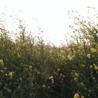 陽光を浴びる菜の花の群生の写真