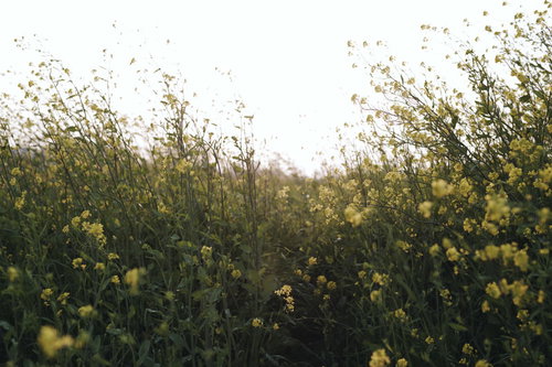 陽光を浴びて黄色く輝く菜の花の群生が咲き誇る春の菜の花畑