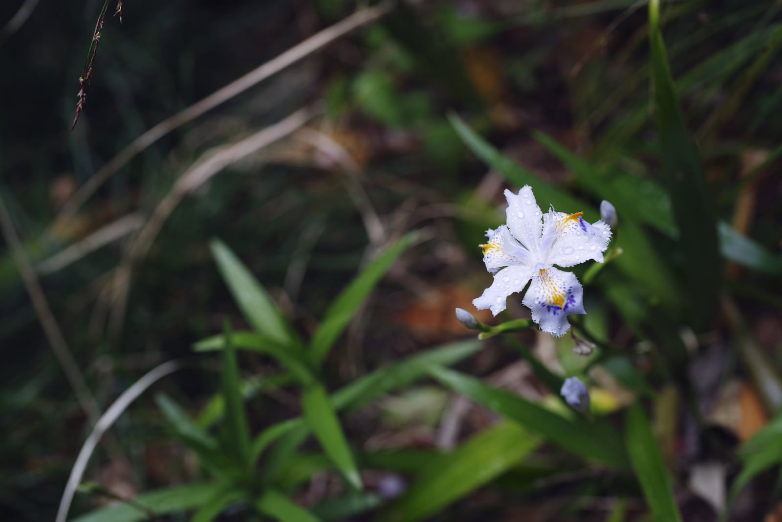 雨に濡れて水滴がついた白いシャガの花が緑の葉の間に咲いている