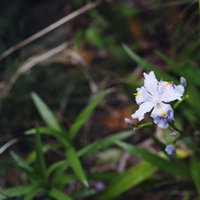 雨に濡れるシャガの花、白い花びらに紫の斑点が入った春の野草の写真