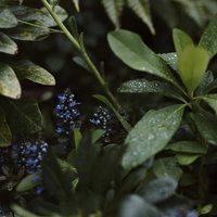 雨上がりの観葉植物の葉に付いた水滴と光の反射の写真