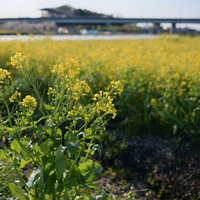 高速道路の高架橋を背景にした菜の花畑の春の田園風景の写真