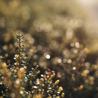 黄昏時に逆光で照らされた植え込みと庭木の風景の写真