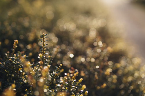 黄昏時に逆光で照らされた植え込みと庭木の風景