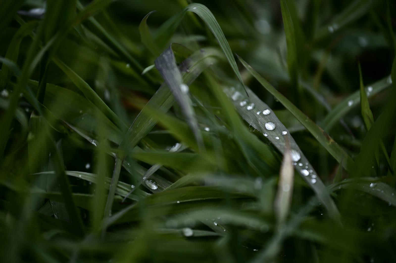 緑の草の葉の上に透明な水滴が複数付いている様子