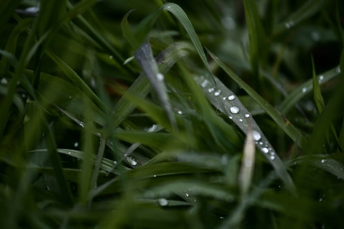 朝露できらりと光る草の上の水滴｜自然の輝き