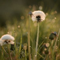 ふさふさとした質感のたんぽぽの綿毛と種子の写真