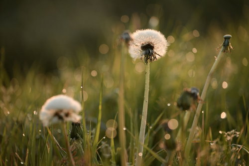 ふさふさとした質感のたんぽぽの綿毛と種子