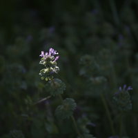スポットライトを浴びるホトケノザの花 シソ科の野草の写真