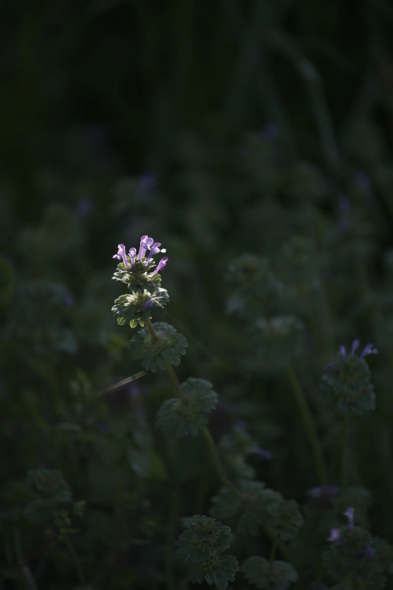 暗い背景の中で光に照らされて浮かび上がる薄紫色のホトケノザの花
