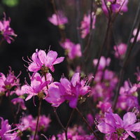 庭木として育つツツジ畑に咲く紫のツツジの花の写真
