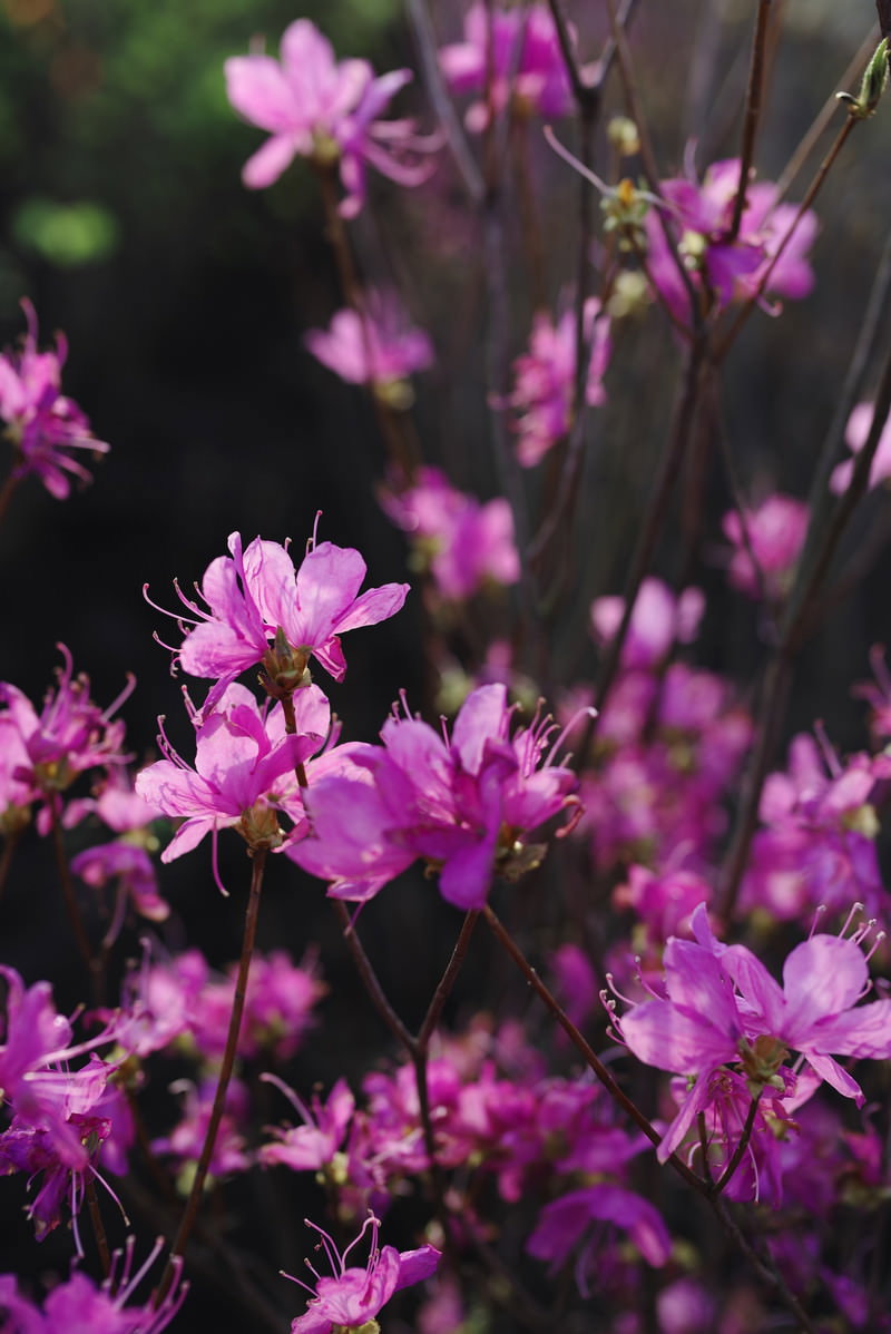 枝に密集して咲く紫色のツツジの花