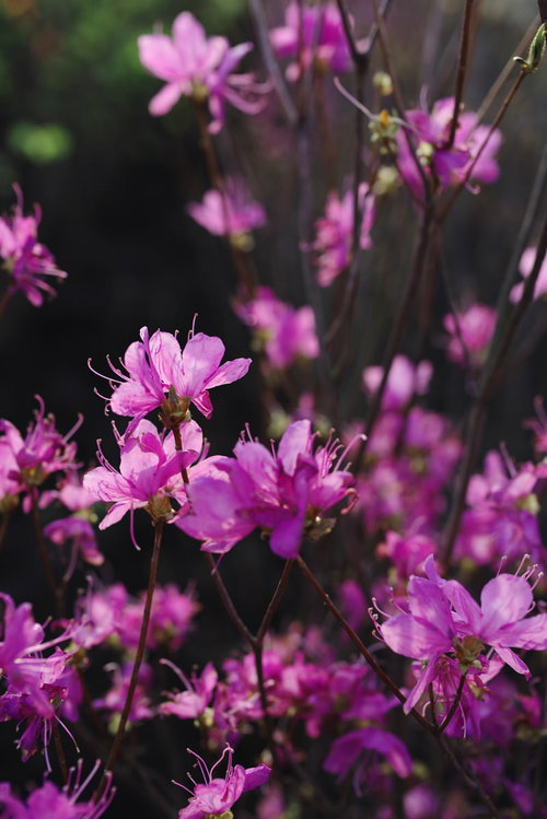 庭木として育つツツジ畑に咲く紫のツツジの花
