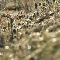 ヒメオドリコソウの群生（逆光マクロ）の写真