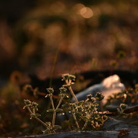 傾く夕日の光に浮かび上がる足元の草の写真