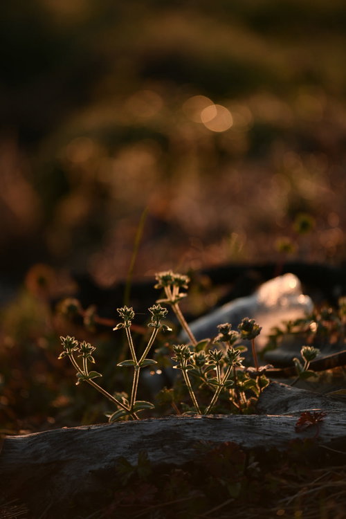 傾く夕日の光に浮かび上がる足元の草