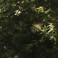 光に浮かび上がる春の新緑のもみじの葉と木漏れ日の写真