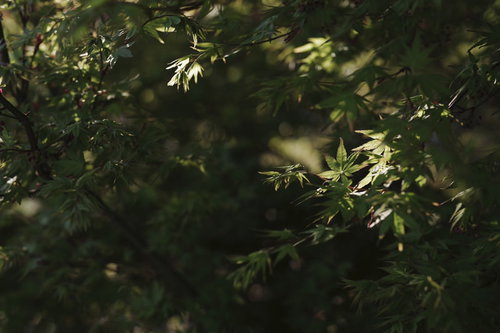 光に浮かび上がる春の新緑のもみじの葉と木漏れ日
