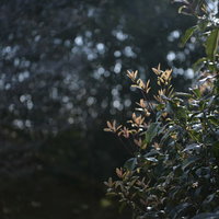 逆光に透け茶色く輝く新芽と木々の若葉が揺れる春の枝の写真