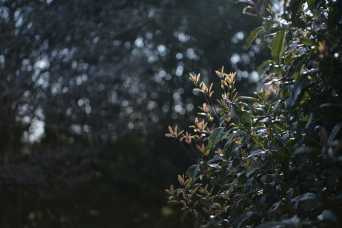 逆光に透け茶色く輝く新芽と木々の若葉が揺れる春の枝