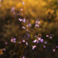 夕刻の黄昏に染まる紫の小花が咲く暖色の自然風景の写真