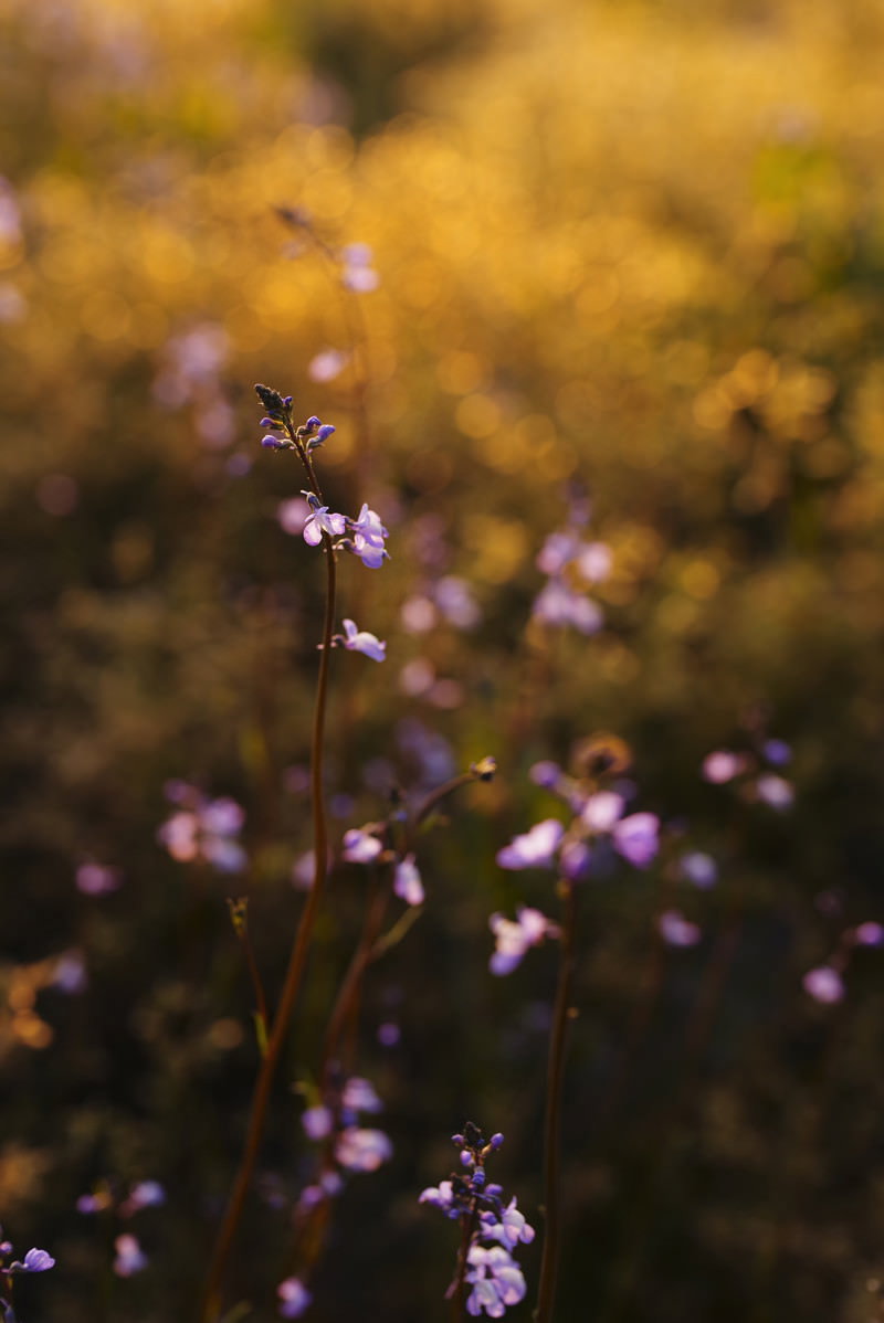 夕日の暖かな光に照らされた小さな紫色の花、背景にボケた暖色系の光