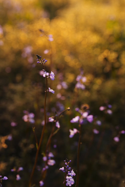 夕刻の黄昏に染まる紫の小花が咲く暖色の自然風景