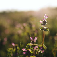 夕日を浴びるホトケノザの花の写真