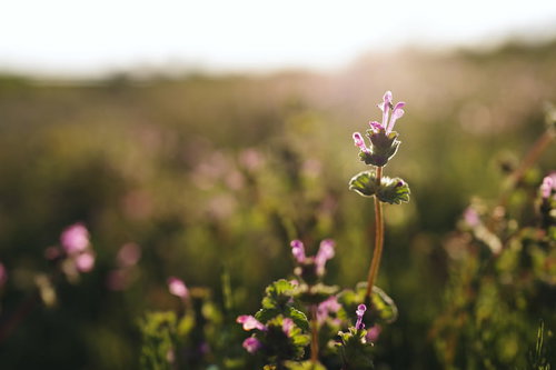 夕日に輝くホトケノザの野草：逆光に透ける紫紅色の春の花
