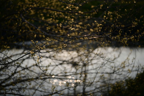 夕日に輝く川辺の木々と新芽、枝のシルエット