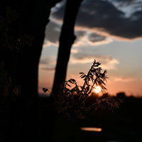 夕日をつかむ新芽のシルエット、逆光で透きとおる植物の細い茎と葉脈の写真