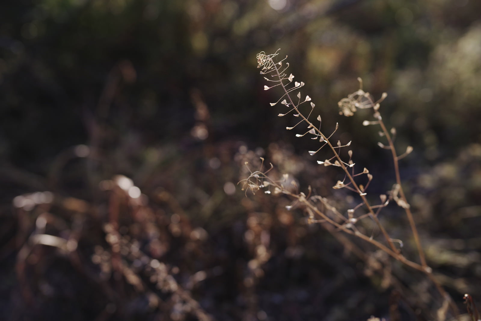 夕日の逆光で浮かび上がる枯れたナズナ（ぺんぺん草）のシルエット