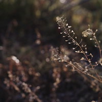 夕日を前にうっすらと浮かび上がる枯れたナズナ（ぺんぺん草）の写真