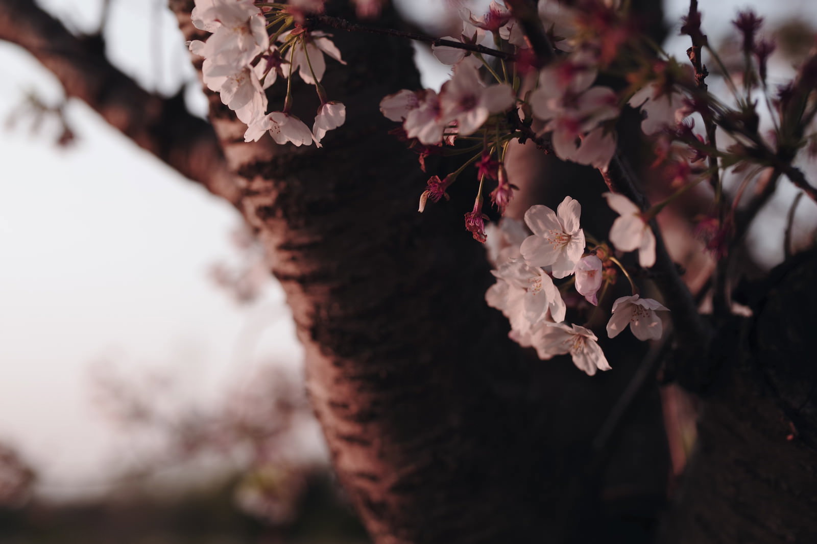 夕日に照らされて散り始める桜の花びらが美しく輝いている