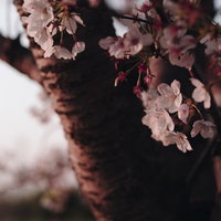 夕日に照らされた散り始めの桜の花びらの写真