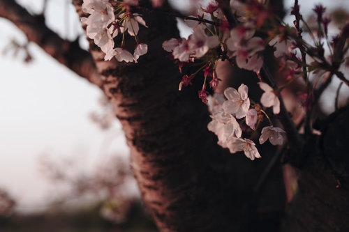 夕日に照らされた散り始めの桜の花びら