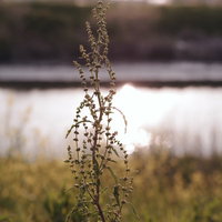夕焼けに浮かび上がる堤防の雑草と川の風景の写真