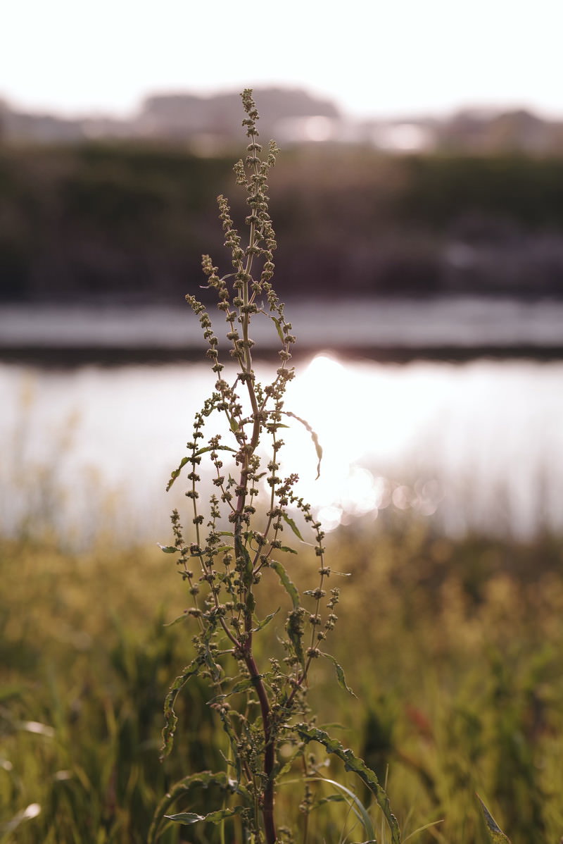 夕焼けの逆光で浮かび上がる堤防の雑草のシルエット