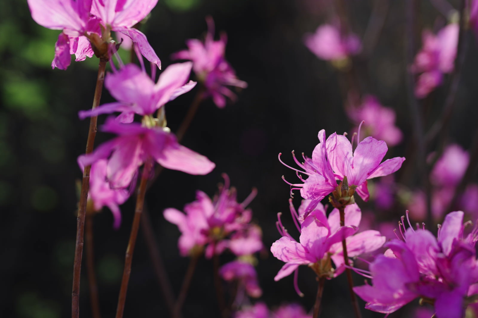 ピンク色のツツジの花が複数咲いている様子