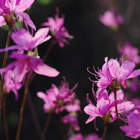 朝の斜光を浴びて花開くピンク色のツツジの庭木の写真