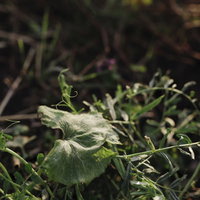 朝の霜が降りたフキの葉と野草の写真