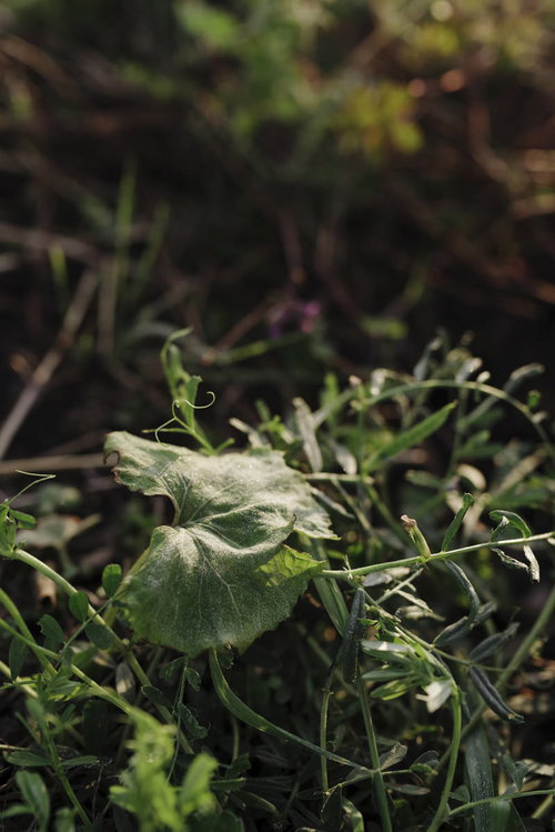 霜が降りたフキの葉の朝の写真