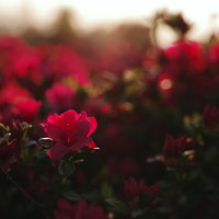 朝日で真っ赤に染まるツツジの花、逆光に照らされた庭木の春の写真