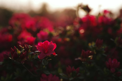 朝日で真っ赤に染まるツツジの花、逆光に照らされた庭木の春