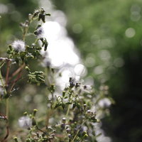 朝日に輝くノボロギクの野草。キク科の雑草の写真